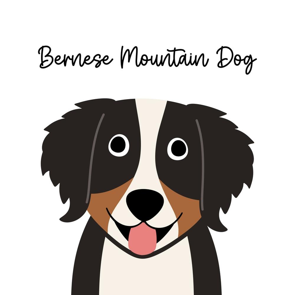 Bernese Mountain Dog