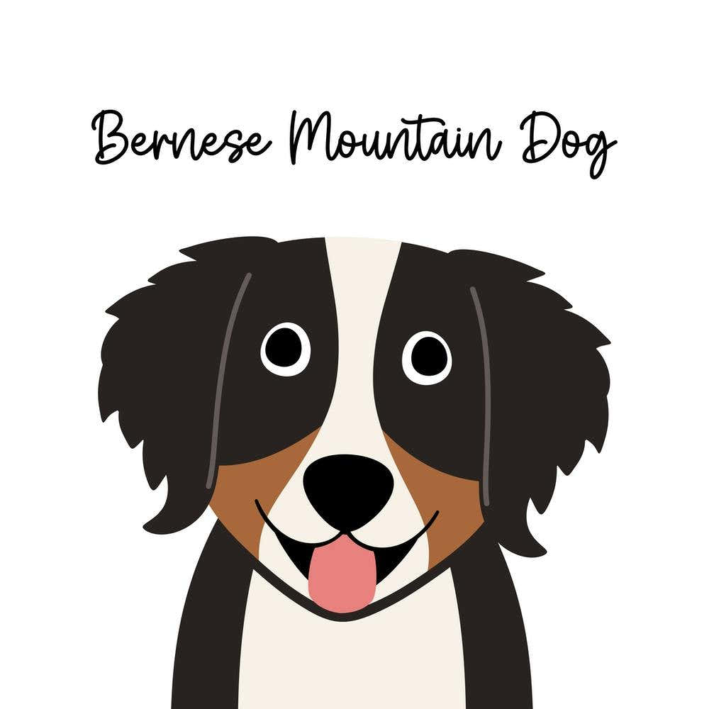 Bernese Mountain Dog