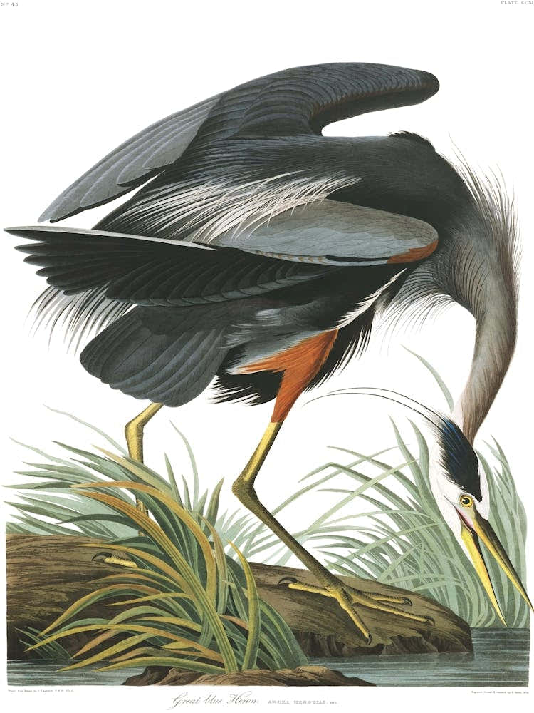 John James Audubon Great Blue Heron