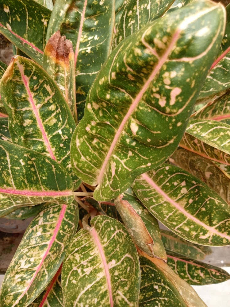 Aglomema