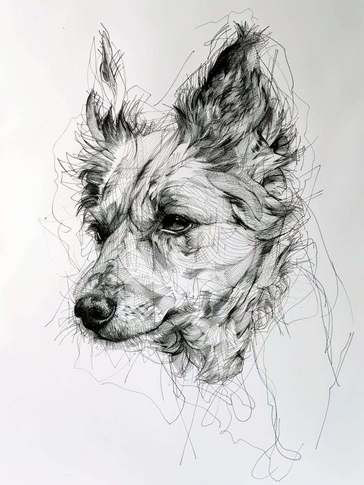 Icelandic Sheepdog Line Art 1