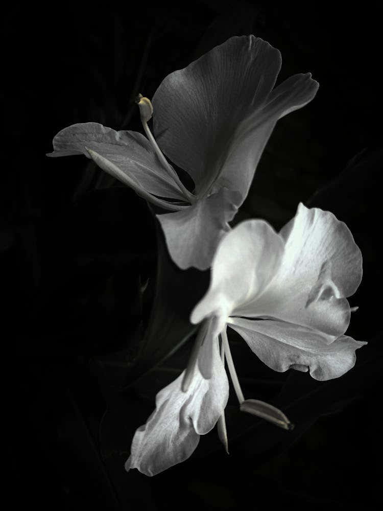 Black And White Flowers 2