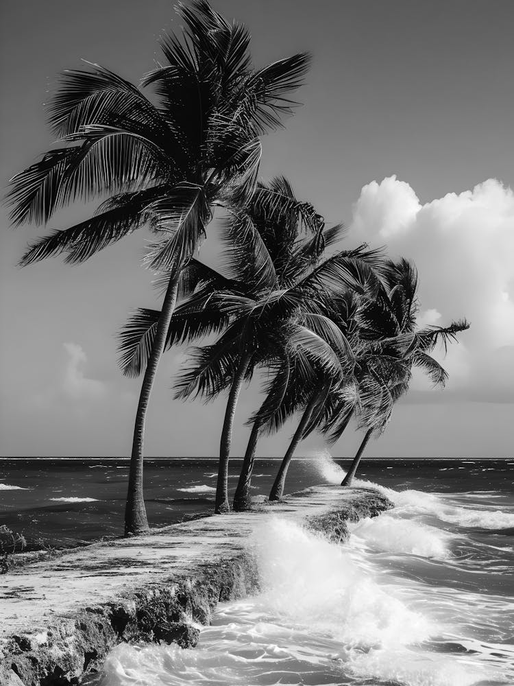 Black And White Palm Trees 8