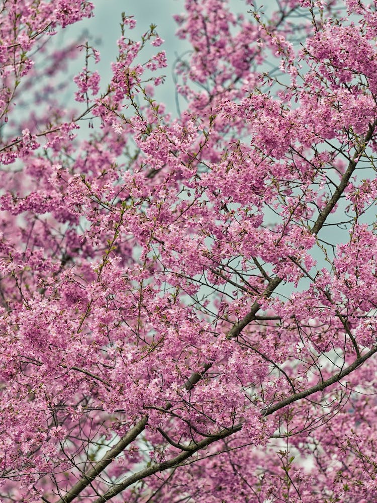 Pink Blossom Tree