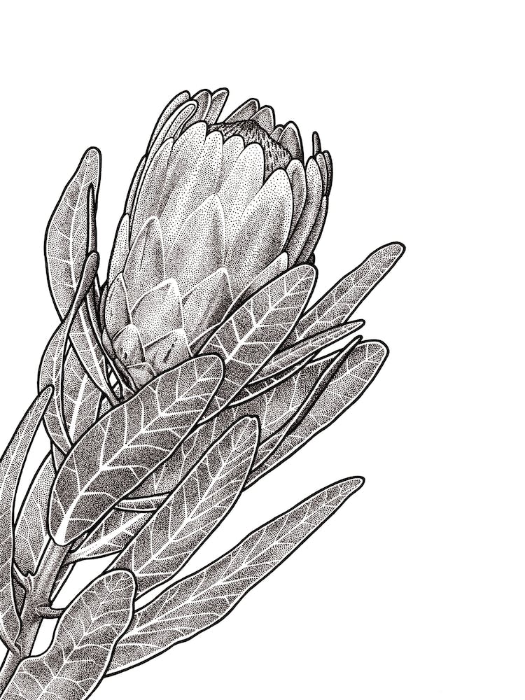 Protea