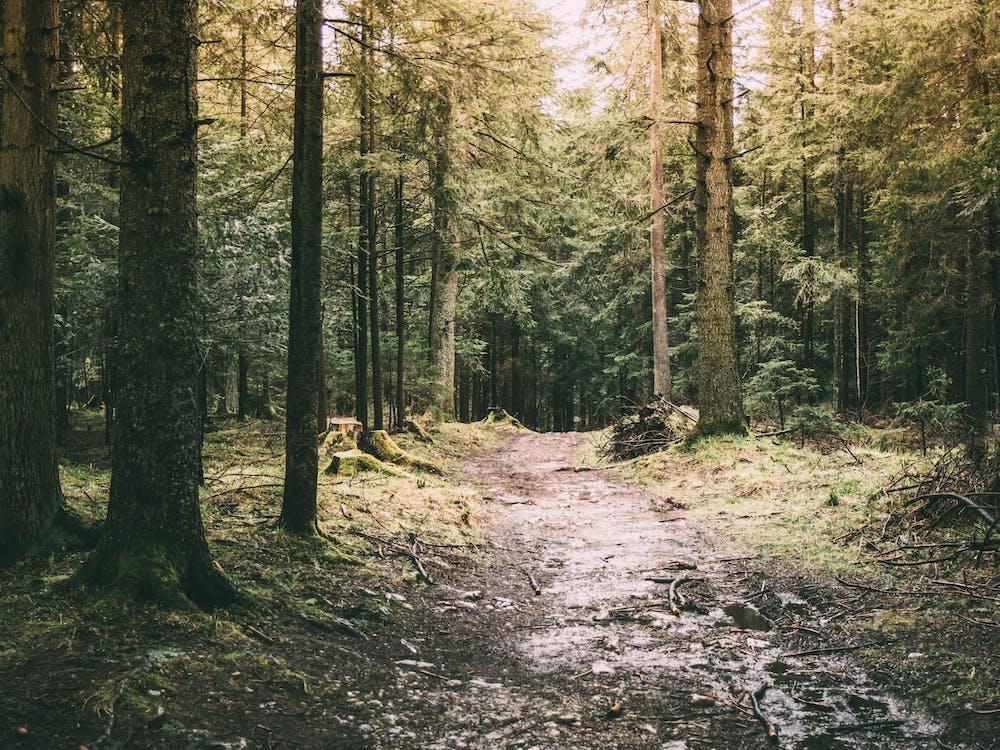 Mysterious Forest Path