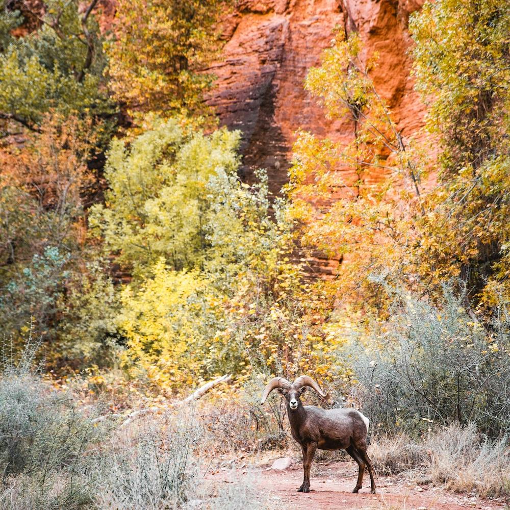 Wildlife With Autumn Leaves Square