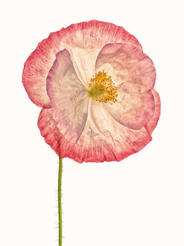 Poppy VI