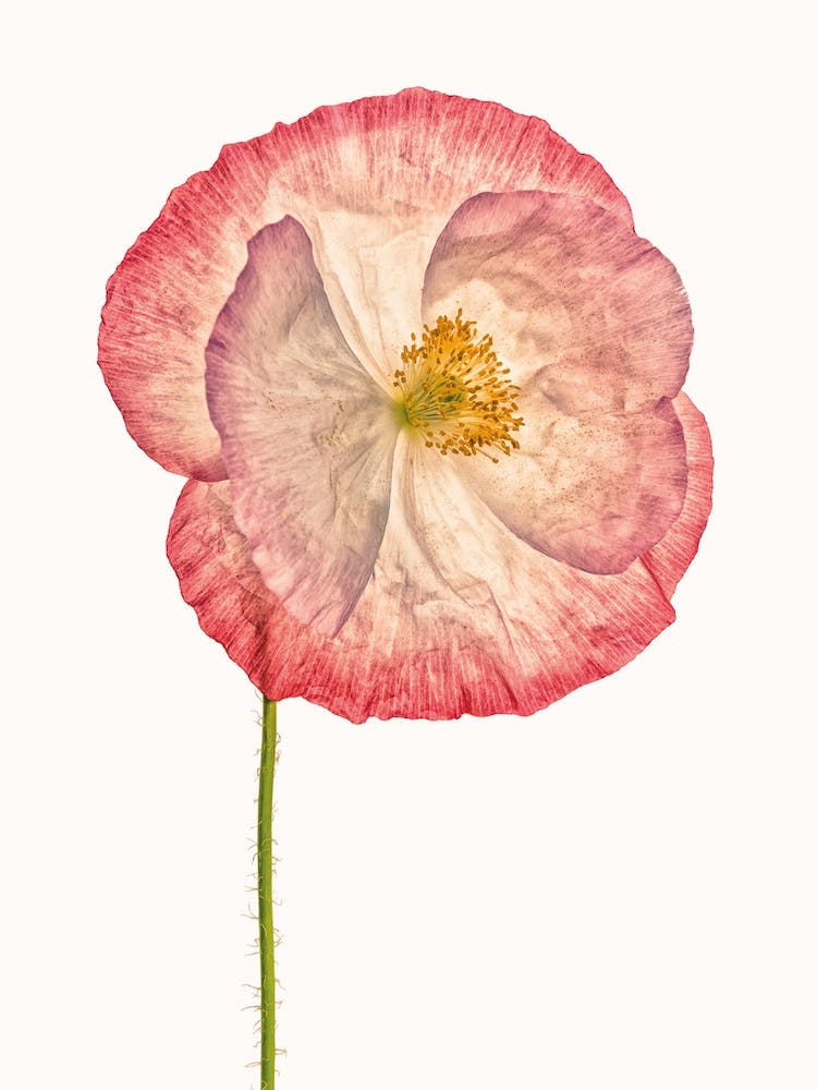 Poppy VI