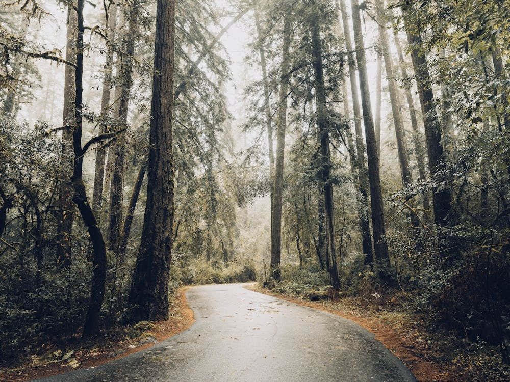 Redwood Road - National Park Photography