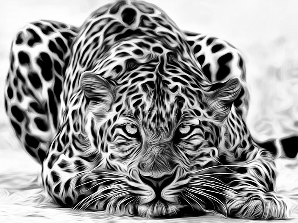 Leopard - Black And White
