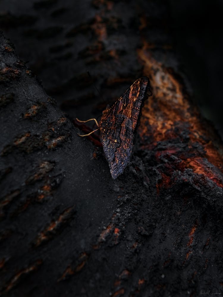 Black Butterfly With Orange Wings On A Lava Tree 2