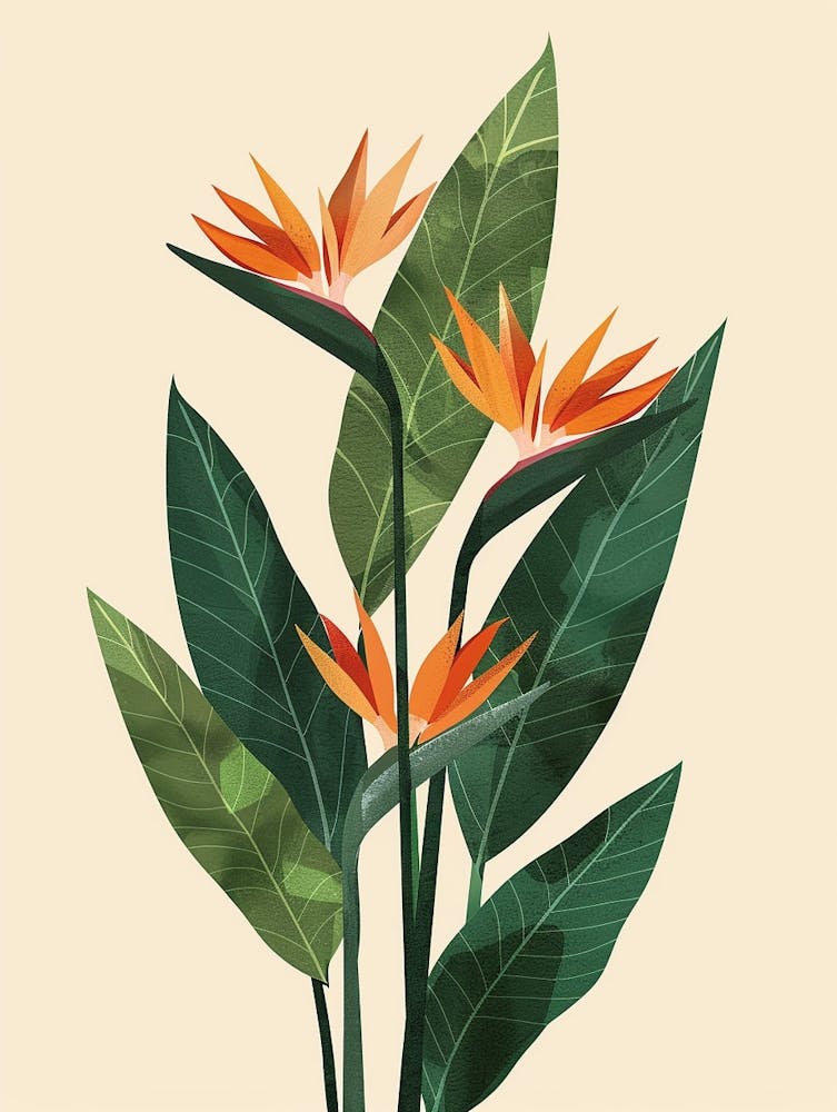Bird Of Paradise Plant Minimalist Illustration 5