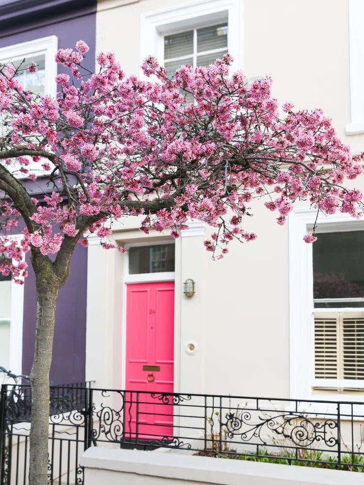 Pink Door Cherry Blossom