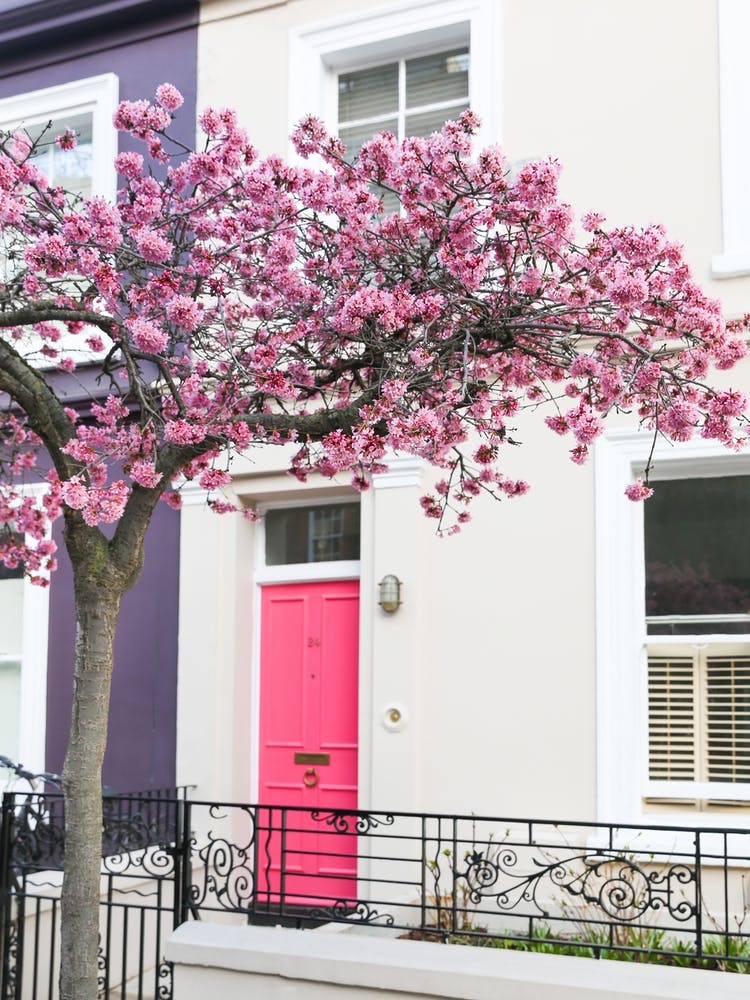Pink Door Cherry Blossom