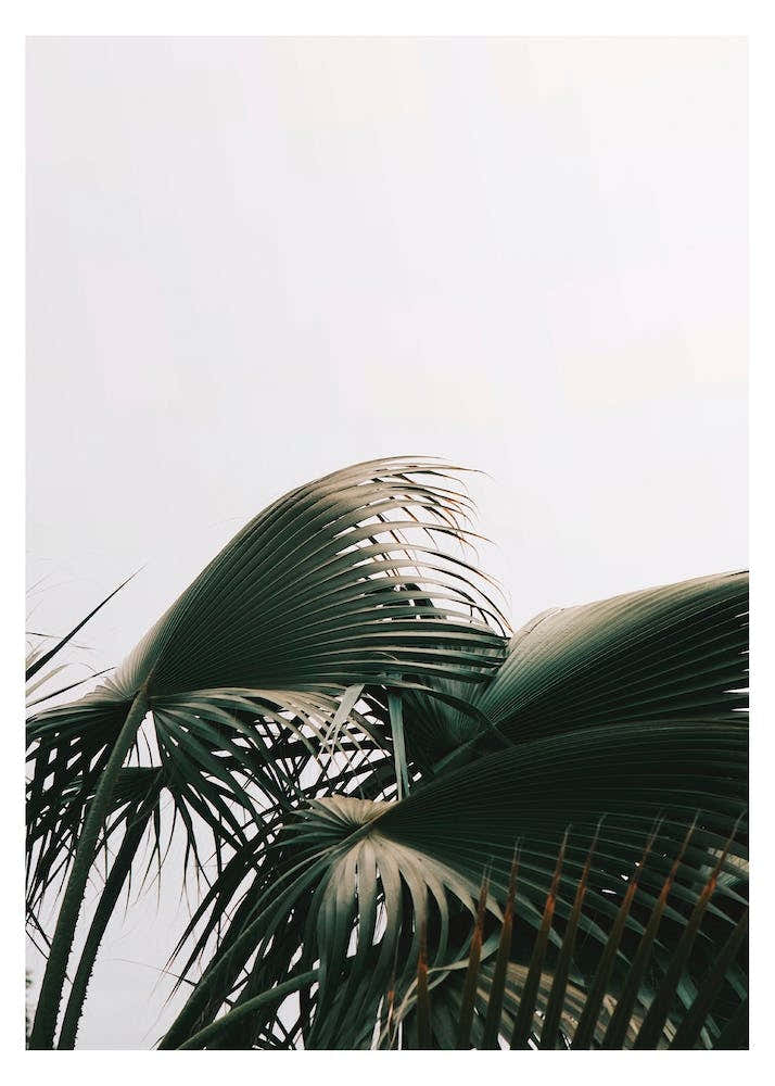 Bushy Green Plant Photo