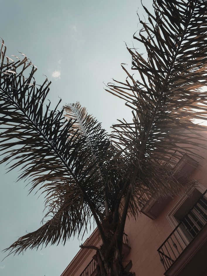Barcelona Palms