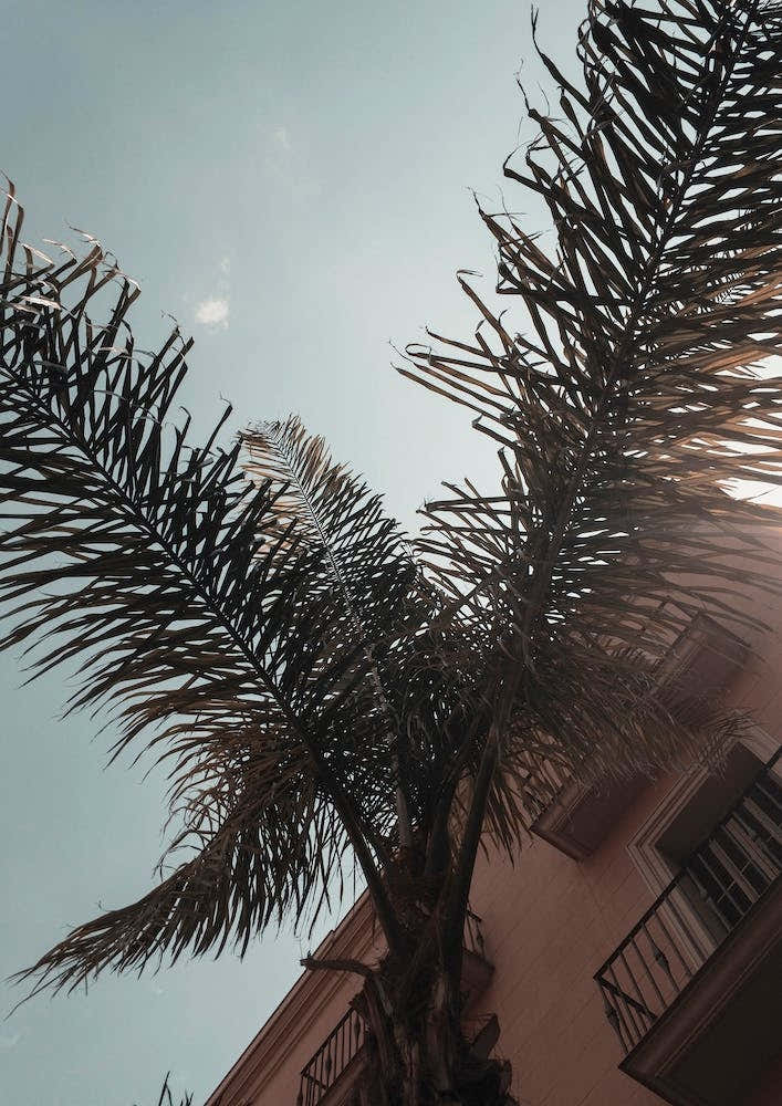 Barcelona Palms