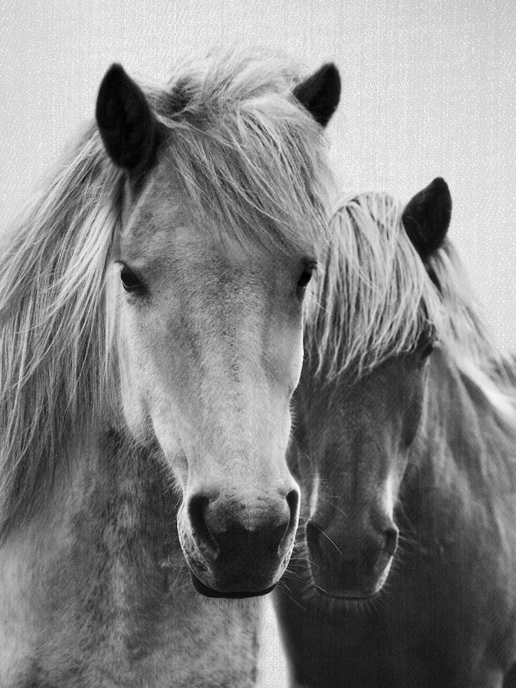 Horses - Black & White 7