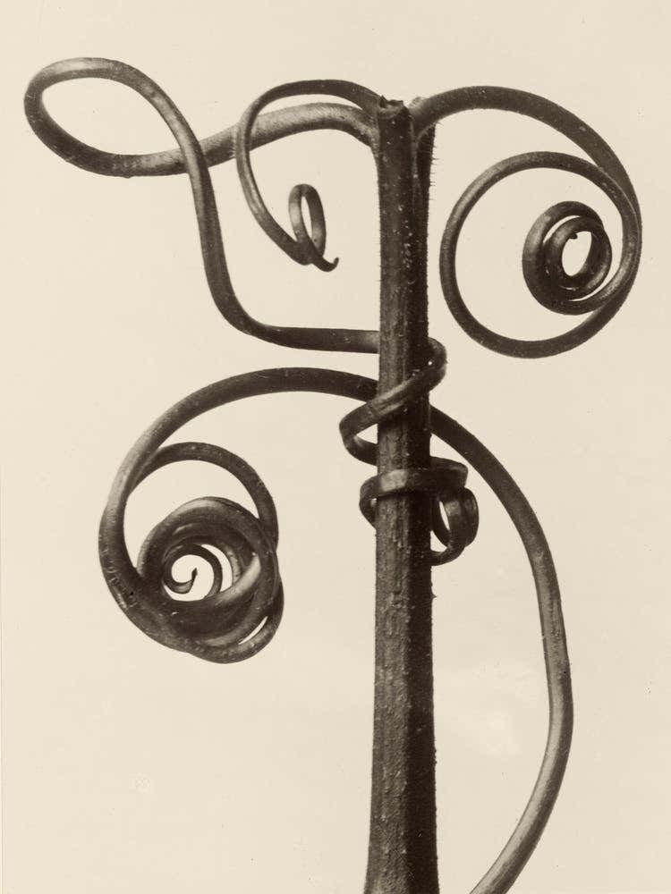 Cucurbita, Karl Blossfeldt