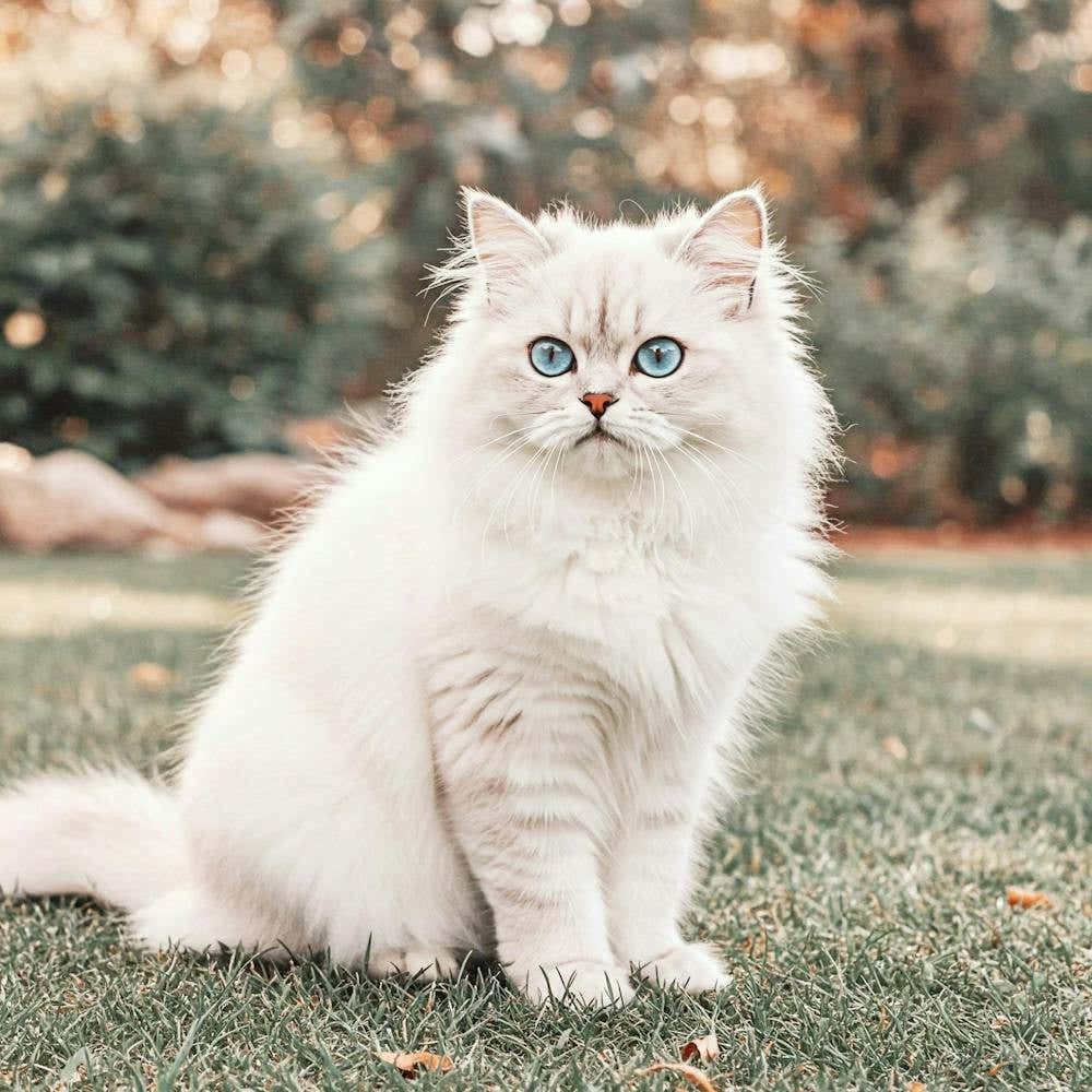 White Cat With Blue Eyes