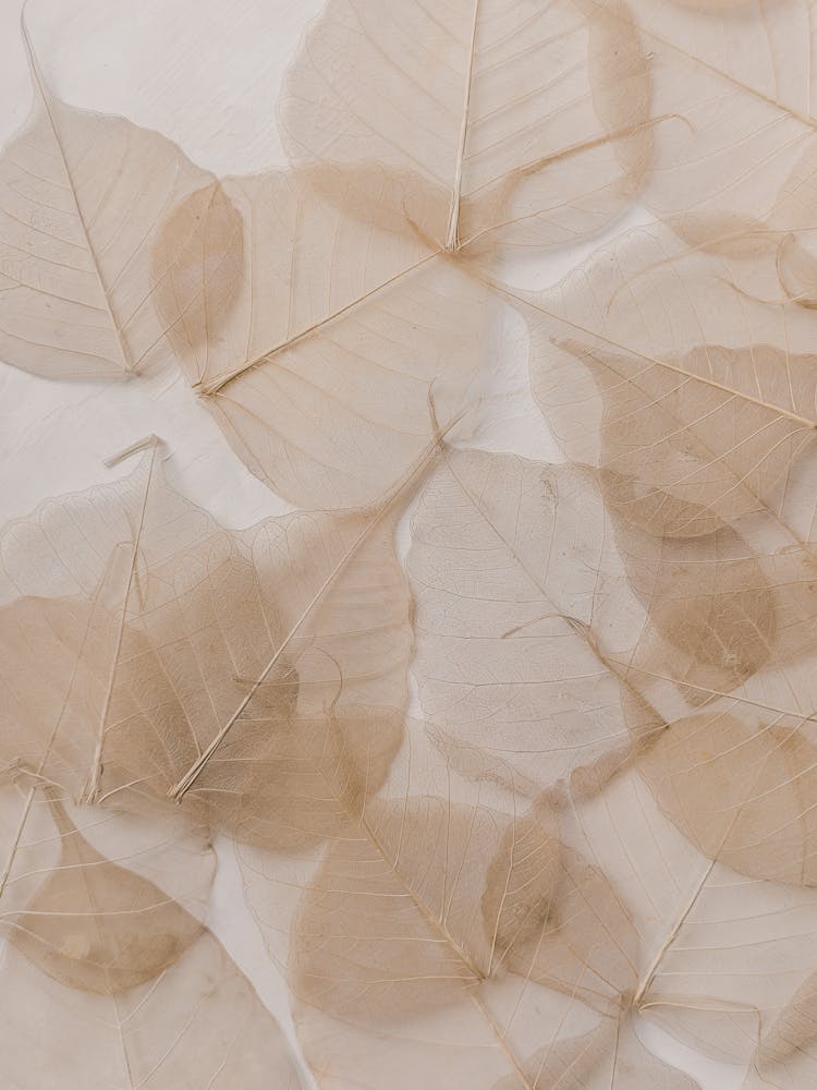 Beige Leaves