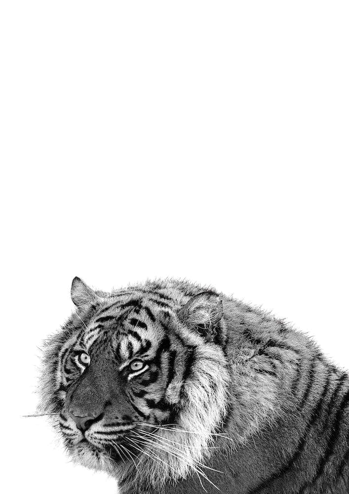 Monochrome Tiger