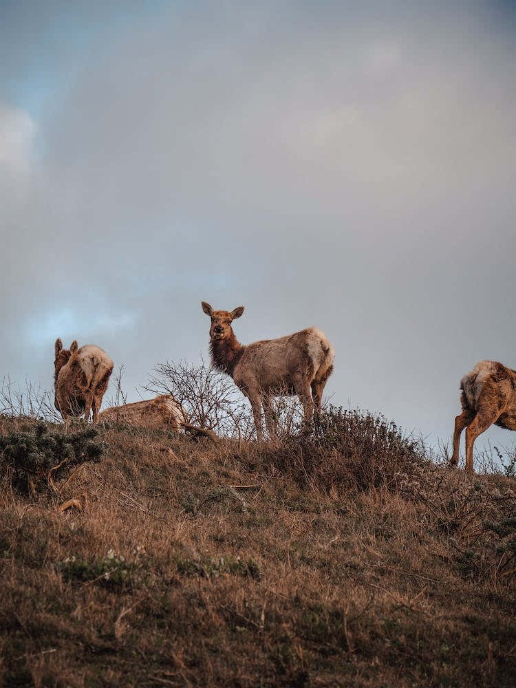 Hilltop Elk Herd