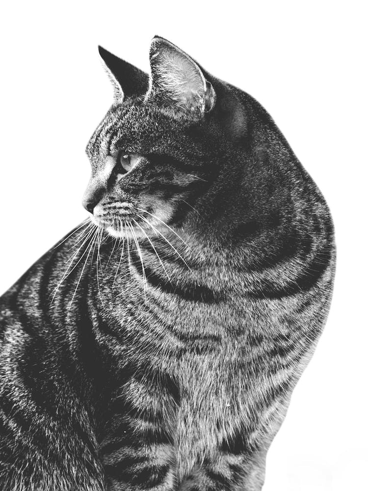 Cat Animal Portrait