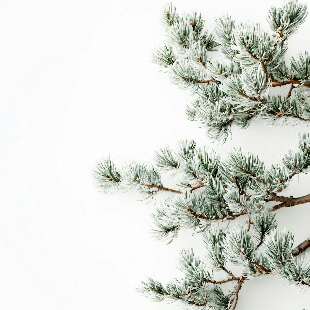 Fir Branch On White Background