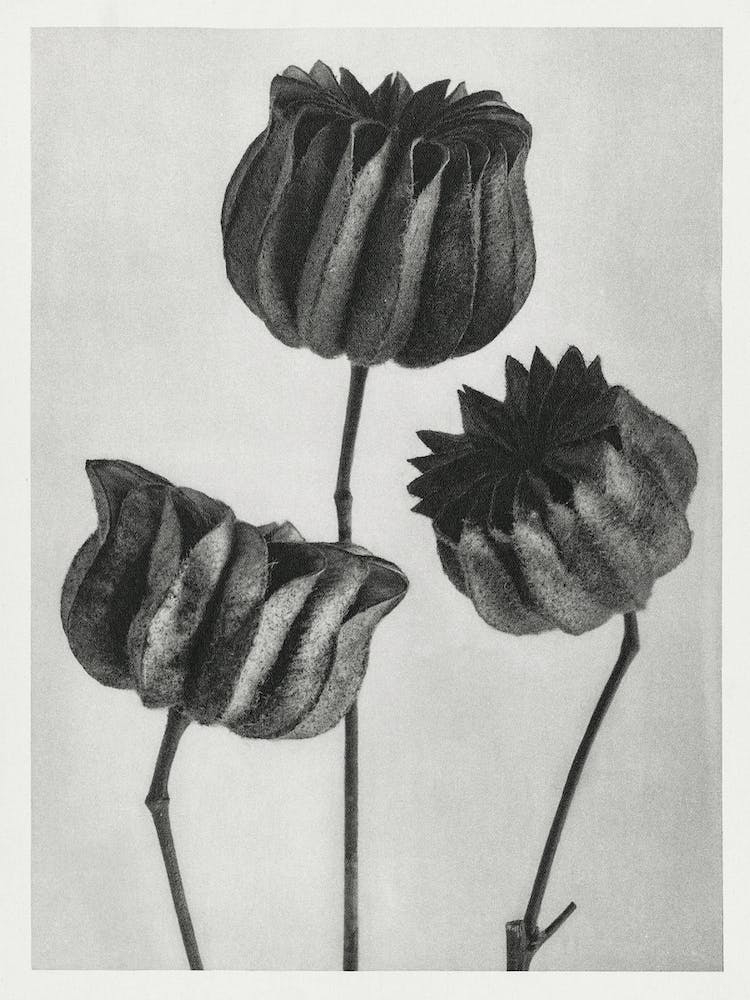 Abutilon, Karl Blossfeldt