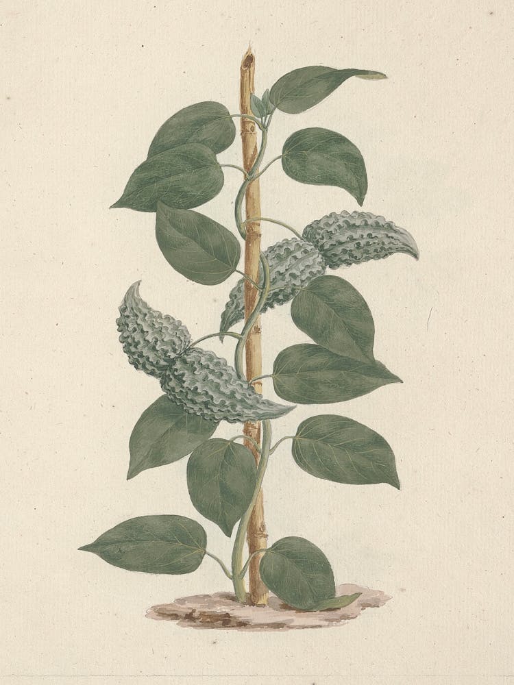 Dregea abyssinica (Hochst) K., Luigi Balugani