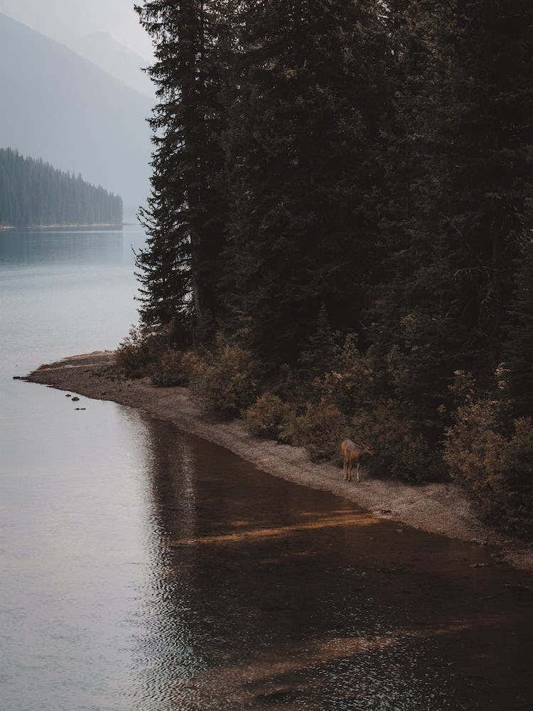 Deer Walking Along Lake
