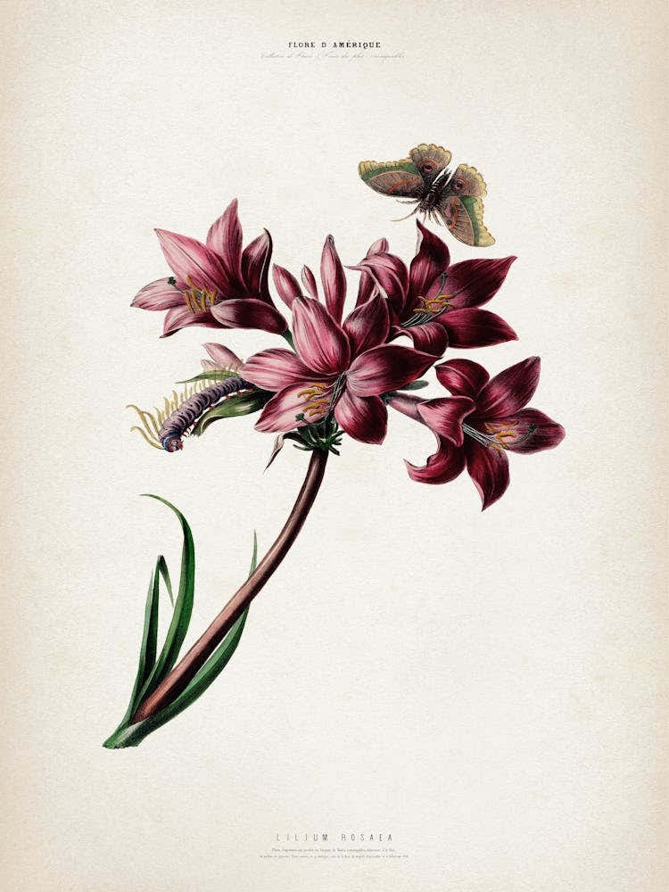 Vintage Denisse 1 Lilium Rosaea