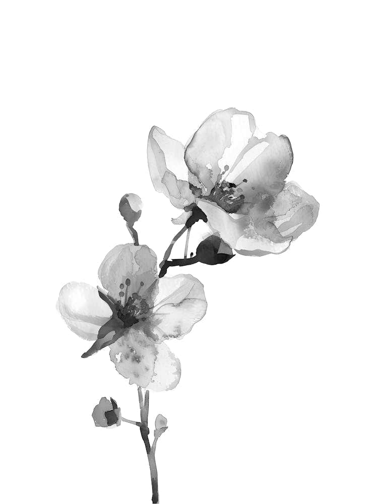 Black And White Flower 13