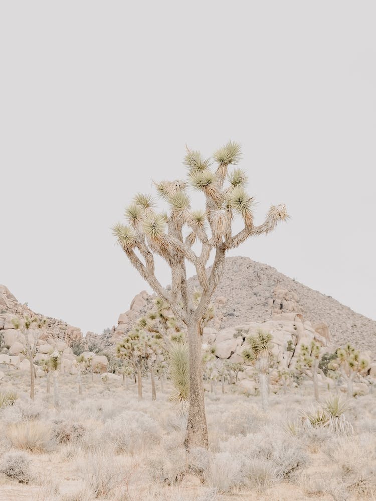 Joshua Tree Desert