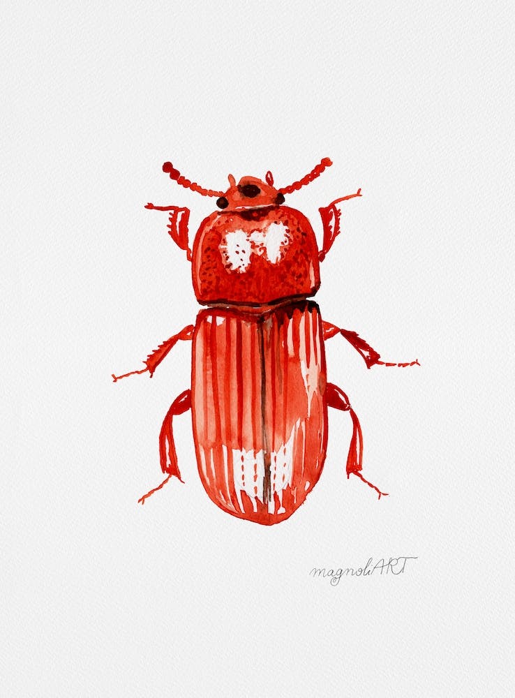Uloma culinaris, a darkling beetle, watercolor artwork