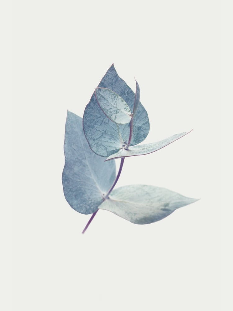 Eucalyptus I