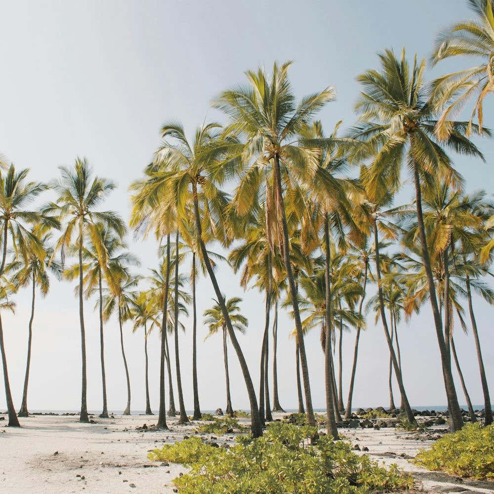 Palm Tree Forest