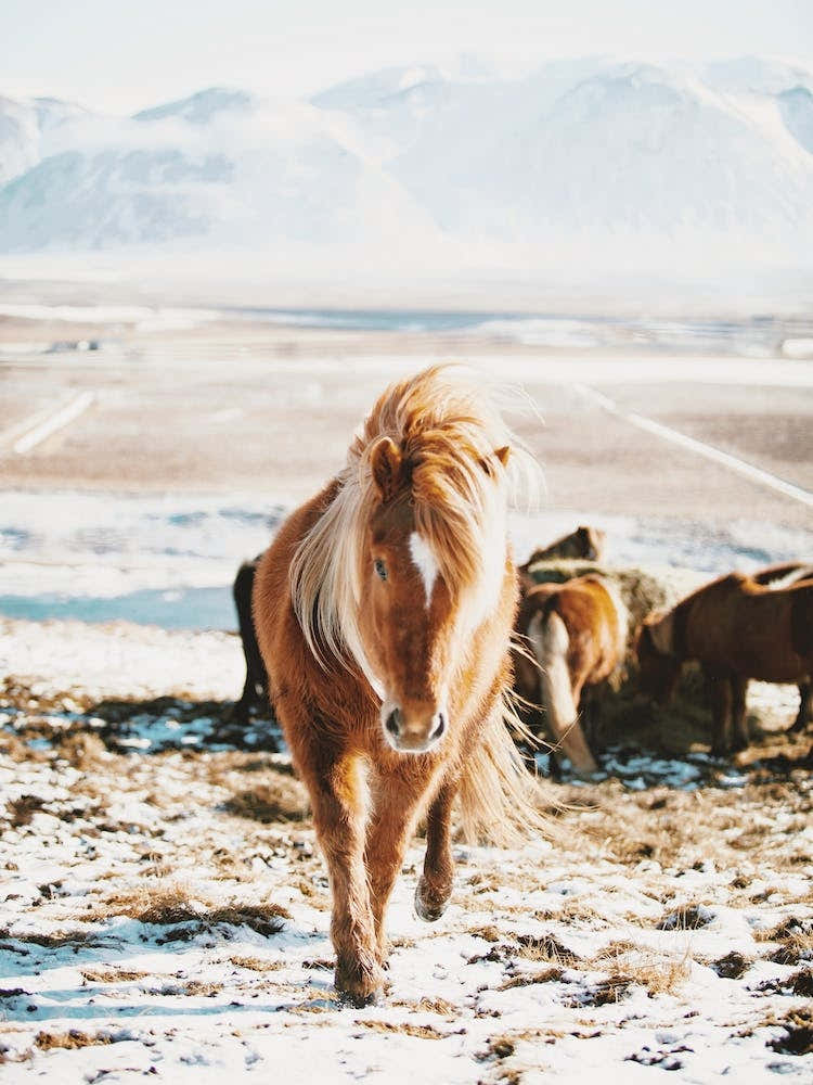 Shaggy Iceland Horse
