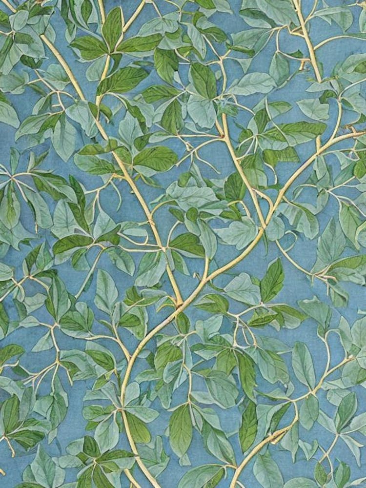 Serviceberry tree Vintage Botanical