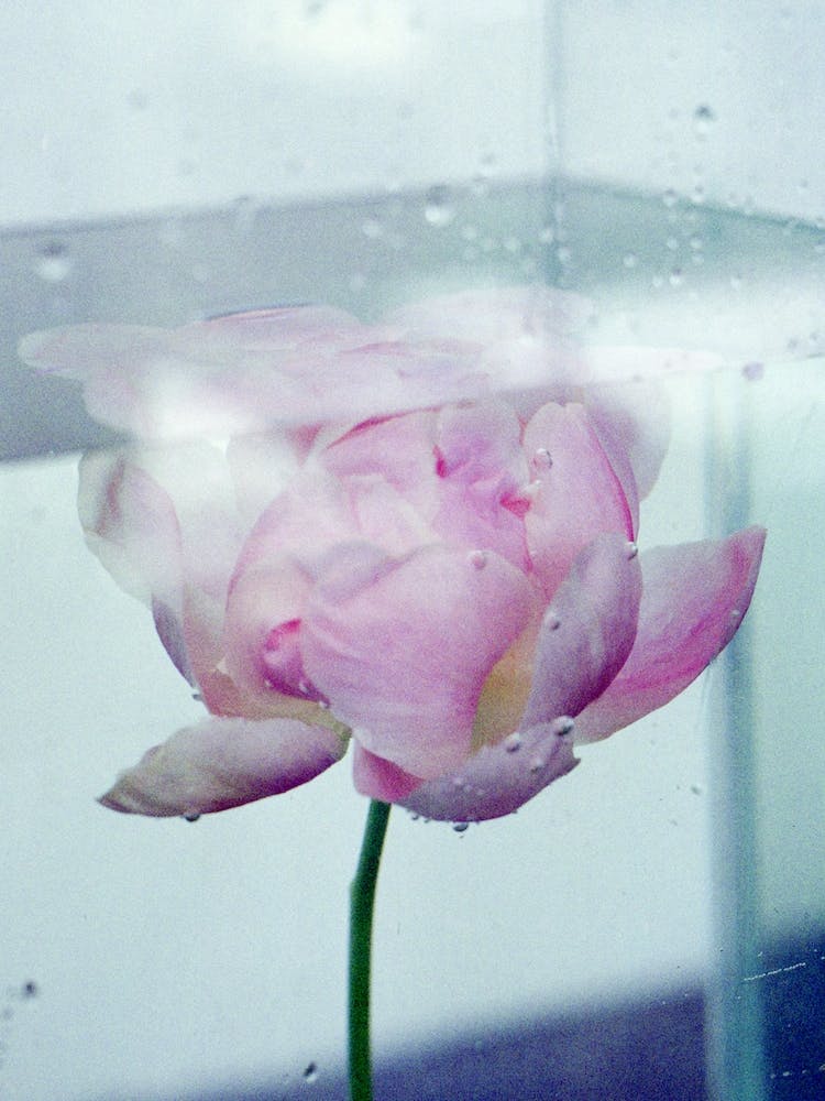 Water Lotus