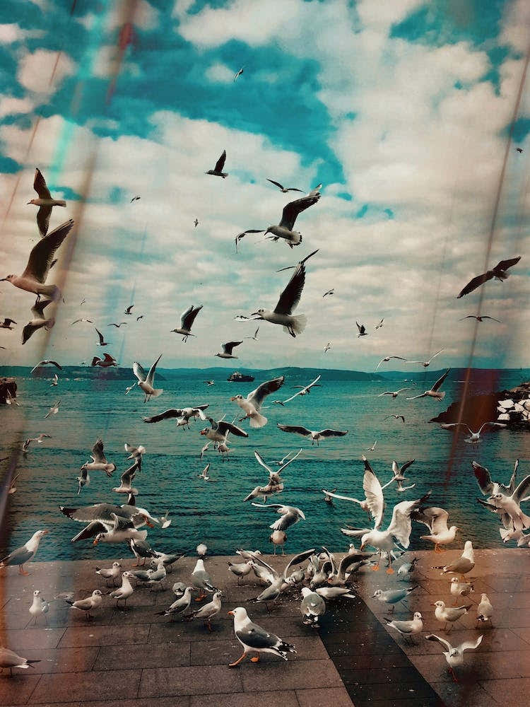 Seagulls On The Coast