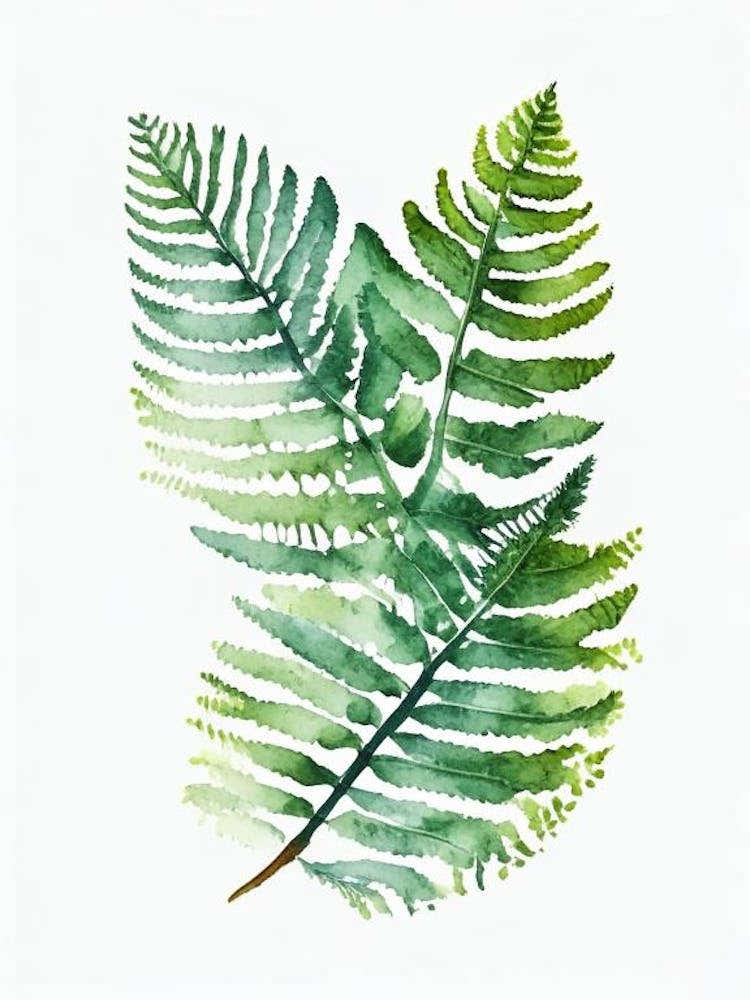 Royal Fern Watercolour