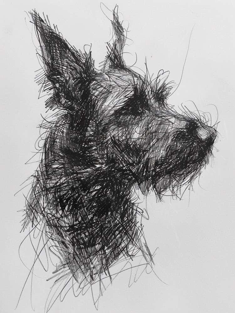 Belgian Laekenois Dog Line Sketch 1