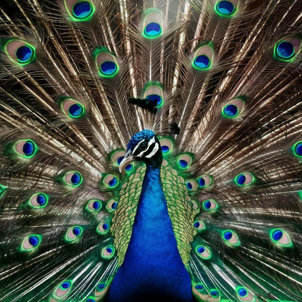 Peacock 1
