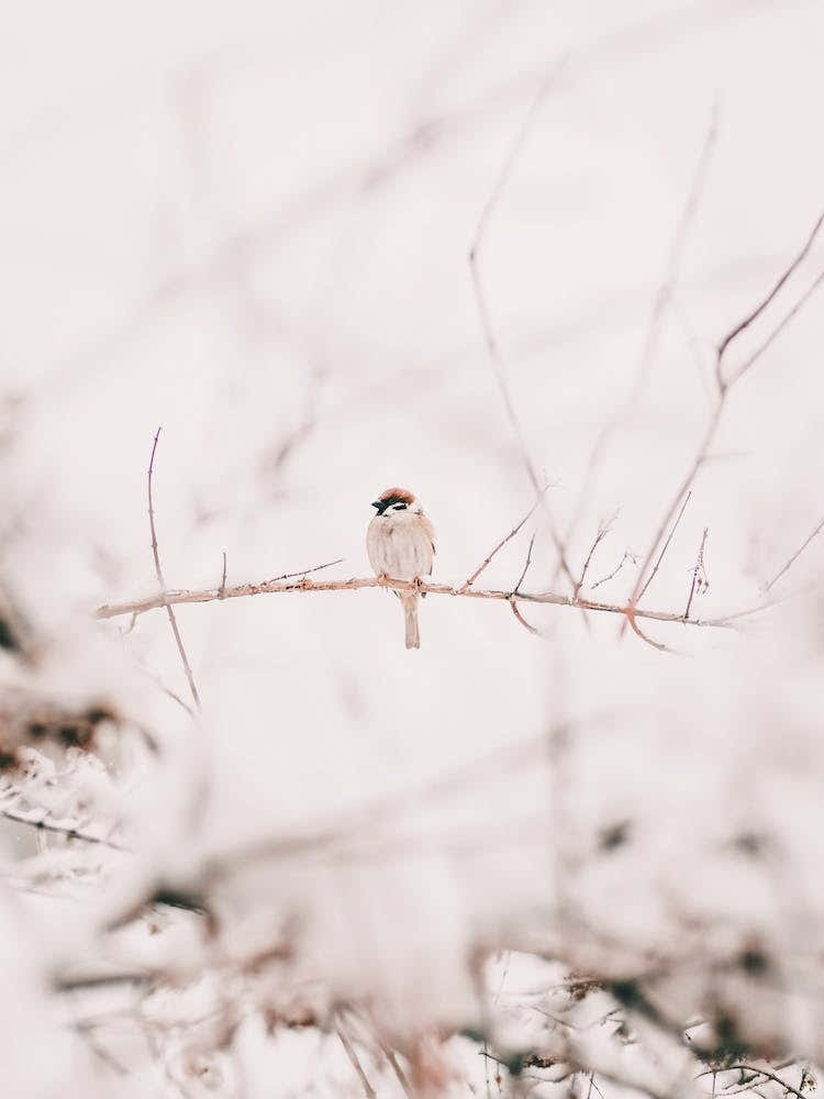 Little Snowy Bird