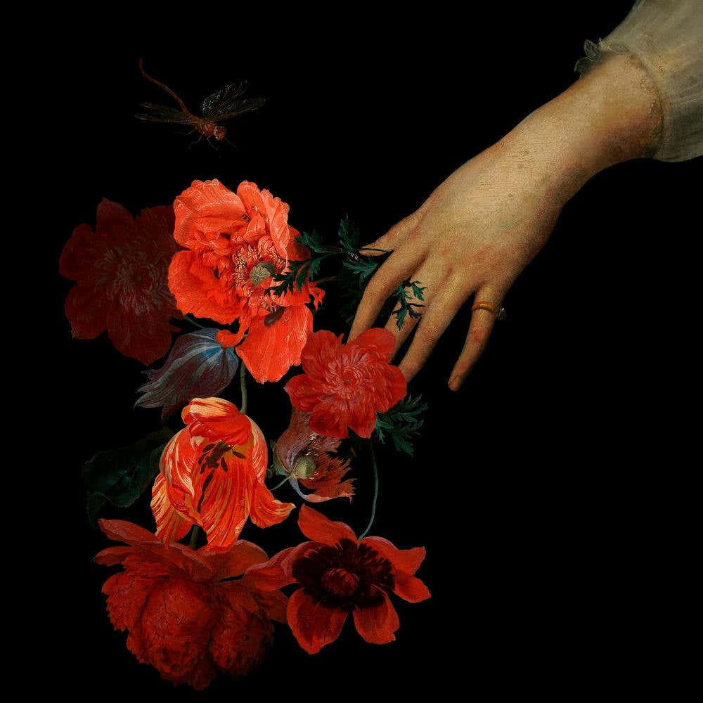 Jan Davidsz De Heem Hand Holding Red Poppies Night 1
