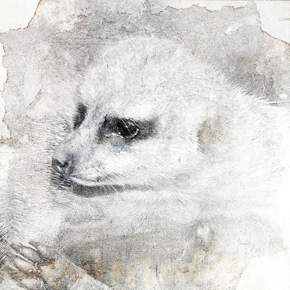 Timon