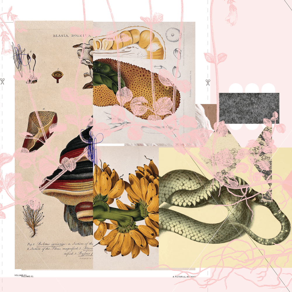 Abstract White Daydream Flower